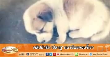 คลิปน่ารัก 'ปลาทู' หมาน้อยจอมขี้เซา