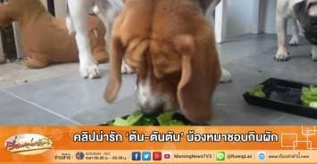 คลิปน่ารัก 'ต้น-ตันตัน' น้องหมาชอบกินผัก