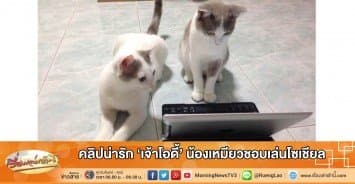 คลิปน่ารัก 'เจ้าโอดี้' น้องเหมียวชอบเล่นโซเชียล