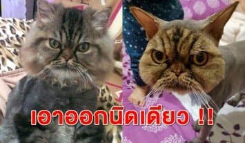 น่าสงสาร! ชาวเน็ตแห่แชร์ภาพ 'เปอร์เซีย' ตัดขนพลาด จนดูคล้ายสวมหน้ากากตลอดเวลา