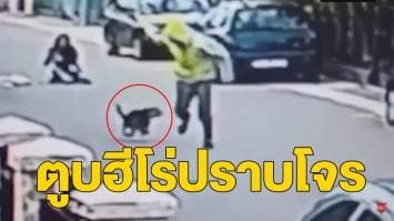 สุดยอดเจ้าตูบ! หมาจรจัดสวมบทเป็นฮีโร่ ปกป้องเหยื่อสาวจากโจรกระชากกระเป๋า