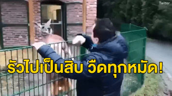 หนุ่มตุรกีอัดคลิปแกล้ง ‘จิงโจ้’ รัวหมัด-เอาหัวโหม่ง แต่วืดเจอโยกตัวหลบได้ทุกหมัด