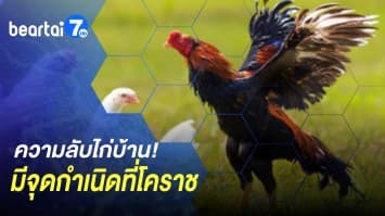 ศึกชิงบัลลังก์! Grab กำลังจะมาแข่งกับ Google - ความลับไก่บ้าน! ผลวิจัยชี้ “ไก่บ้าน” มีจุดกำเนิดที่โคราช 
