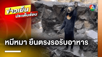 นักท่องเที่ยวฮือฮา ! “หมีหมา” ยืนตัวตรงรอรับอาหาร ระหว่างการแสดงโชว์