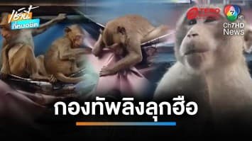 ชาวบ้านลพบุรีไม่ทน ขึ้นป้ายประท้วงขับไล่ลิง แต่เจอกองทัพลิงลุกฮือ ทำลายป้าย | เช้านี้ที่หมอชิต