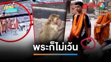 เหิมเกริม ! กองทัพลิงบุกแย่งอาหารพระ-เณร ต้องถือปืนคุ้มกัน | เช้านี้ที่หมอชิต