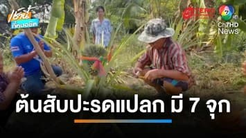 ฮือฮา ชาวบ้านแห่จุดธูปขอโชคลาภ “ต้นสับปะรดแปลก มี 7 จุก” | เช้านี้ที่หมอชิต 
