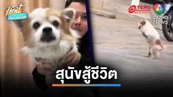 “หมูยอ” หมาสู้ชีวิต ใช้ชีวิตด้วยขาหลัง 2 ข้าง หนีหลบร้อนใต้รถ | เช้านี้ที่หมอชิต