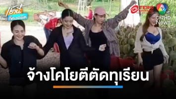 มิติใหม่ชาวสวน ลงทุนจ้างโคโยตีตัดทุเรียน ได้ทั้งงานและบันเทิง | เช้านี้ที่หมอชิต