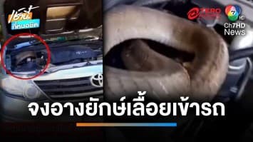 ผงะ ! งูจงอางยักษ์ ยาว 4 เมตร เลื้อยซุกรถเก๋งในวันพระใหญ่ | เช้านี้ที่หมอชิต