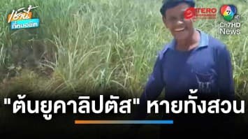 ลุงถูกโจรขโมย “ต้นยูคาลิปตัส” ทั้งสวน เหลือทิ้งไว้ 1 ต้น | เช้านี้ที่หมอชิต