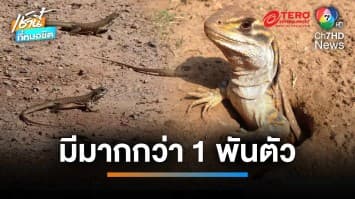 “หมู่บ้านอนุรักษ์แย้” เลี้ยงมา 10 ปี มีมากกว่าพันตัว แถมเชื่องจับเล่นได้ | เช้านี้ที่หมอชิต