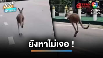 ยังจับไม่ได้ ! “จิงโจ้ ” หลุดสวนสัตว์เชียงใหม่ กระโดดขึ้นดอยสุเทพ | เช้านี้ที่หมอชิต