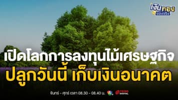 ไม้โตเร็ว 5 ปีก็ขาย vs ไม้โตช้า 30 ปีราคาแพง - เลือกแบบไหนดี ? | เงินทองของจริง