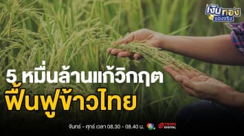 นโยบายช่วยเหลือชาวนาข้าว: ทางออกสำหรับปัญหาราคาข้าวที่ตกต่ำ | เงินทองของจริง